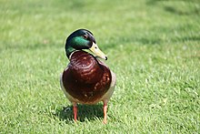 Colvert mâle sur l'herbe