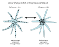 ملانوفورهای سیاه ماهی و قورباغه سلول‌هایی هستند که می‌توانند با پراکندگی یا تجمع اجسام دارای رنگدانه تغییر رنگ دهند.