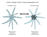 Dispersal of melanophores controls colour change in fish and frogs.