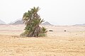 محمية نبق، جنوب سيناء