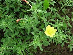 Oenothera laciniata