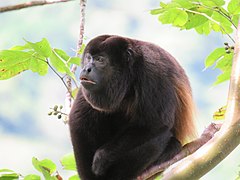 Vřešťan pláštíkový je jednou z mnoha ploskonosých opic