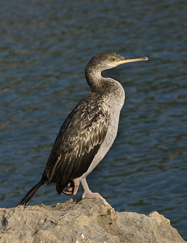 Хохлатый баклан (Phalacrocorax aristotelis desmarestii)