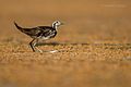 Pheasant-tailed jacana