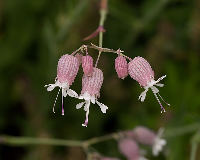 Silene vulgaris