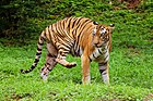 Bengal tiger panthera tigris tigris at Zoological park in Visakhapatnam