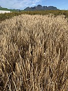 Triticum aestivum 107259171.jpg