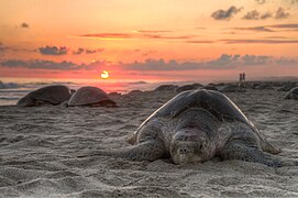 Tortuga golfina desovando en la playa de Escobilla, en México.