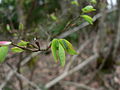 Vaccinium parvifolium