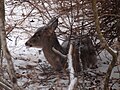 White-tailed Deer