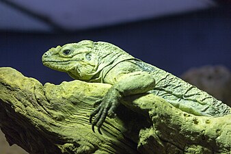 Rhinoceros iguana, London Zoo