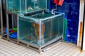 20190415 Yehliu fish market squid-1.jpg