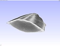 3D view of part of a cuttlebone at low resolution.