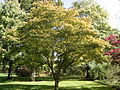 Pohled na A. palmatum 'Osakazuki