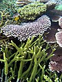 Scleractinia (coral duro): Acropora.