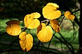 * Nomination Betula uber leaves in autumn. -- Jean-Pol GRANDMONT 08:17, 29 November 2011 (UTC) * Promotion Good, although crop a bit too tight --Gidip 19:31, 29 November 2011 (UTC)