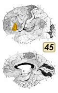 Brodmann area 45