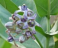 Thumbnail for Calotropis gigantea