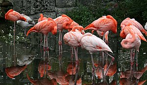 Sleeping Caribbean Flamingos (Phoenicopterus ruber)