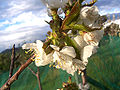 Maputing bulaklak a Cherry