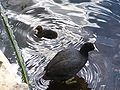 Eurasian Coot parent and chick Canning Vale Western Australia