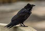 Cuervo grande (Corvus corax).