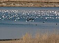 Snow geese (Chen caerulescens) and morphs as well as White fronted geese (Anser albifrons)
