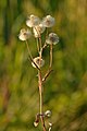 7 Erigeron acer - jaani-õnnehein uploaded by Iifar, nominated by Iifar