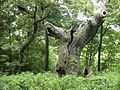 Stieleiche, ehemaliger Hutebaum im Schwanheimer Wald