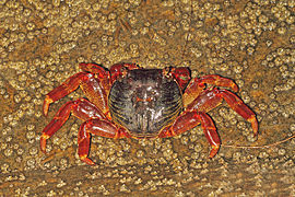 Vista superior de G. albolineatus en Karwar