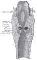 Шийковий розріз гортані та верхньої частини трахеї.