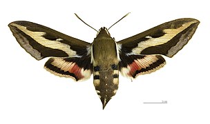 Face dorsale ♀ - MHNT