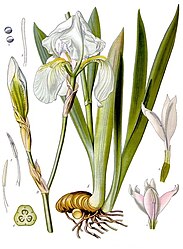 Iris pallida Lam.