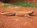 El dragón de Komodo, un gigante insular, es el mayor lagarto y posee una peligrosa saliva infecciosa.