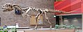 Mounted skeleton of Majungasaurus crenatissimus