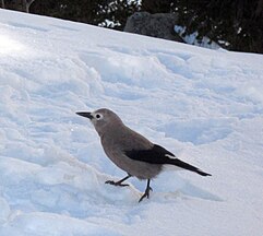 Clark's nutcracker on mountain