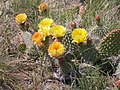 Thumbnail for Opuntia polyacantha