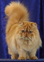 Thumbnail for Persian cat