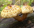 Pholiota aurivella