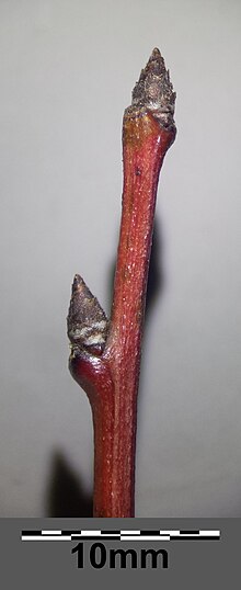 Thumbnail for File:Prunus domestica s. lat. sl1.jpg