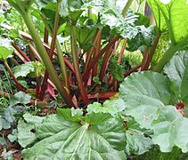 Rhubarb