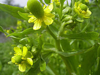 Ranunculus sceleratus