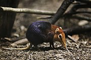 Black and rufous elephant shrew