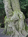 Baum am Ostufer des Teichs