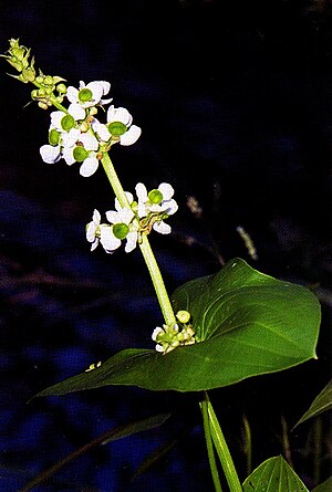 S. latifolia