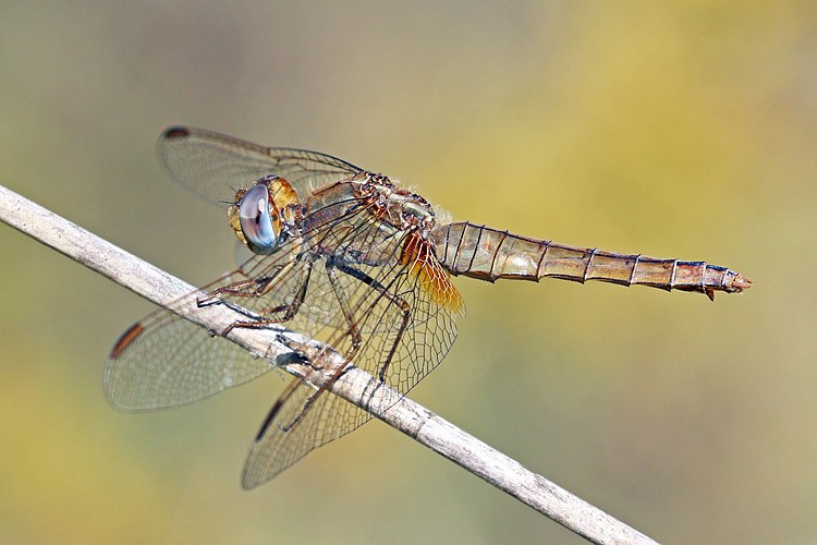 Самка шафранки красной (Crocothemis erythraea)