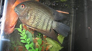 Severum