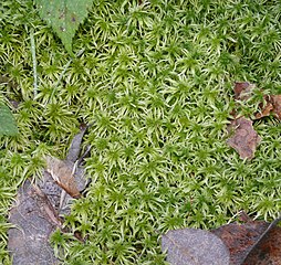 Сфагнум Гиргензона (Sphagnum girgensohnii)