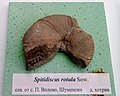 en:Spitidiscus rotula Sow. Lower en:Hauterivian, North of Panayot Volovo, en:Shumen Province at the en:Sofia University "St. Kliment Ohridski" Museum of Paleontology and Historical Geology