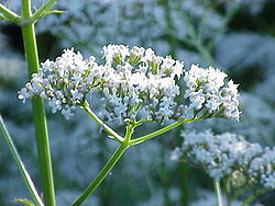 Ārstnieciskais baldriāns (Valeriana officinalis)